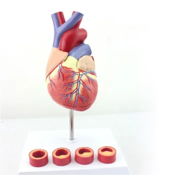 Анатомическая Модел на човешкото Сърце В Пълен размер С 4-Ступенчатыми Съдове, Монтирани на Бял База Cardiac Learn