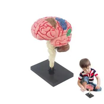 Детски Анатомични детски играчки, Модел Анатомия на тялото, Модел на човешкия мозък За деца на Очната ябълка човек, обзавеждане за преподаване на биология, Ученически пособия